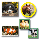 Dieren foto's